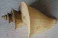 /products/turridrupa-cerithina-anton-18381/